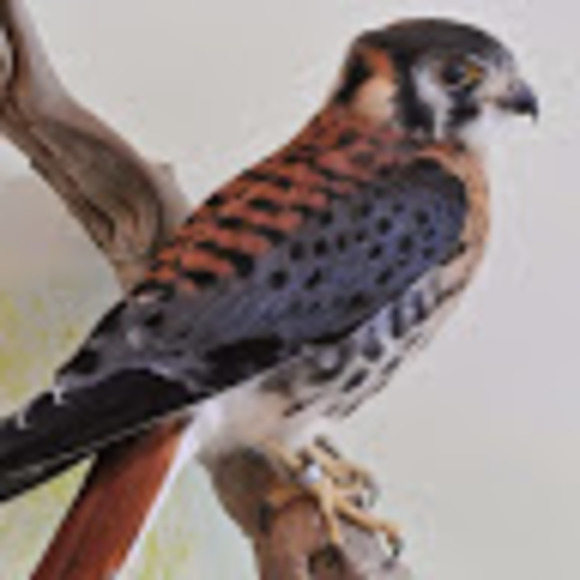 e_kestrel